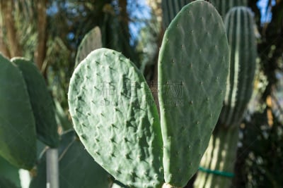 特写,无花果树,仙人掌,仙人球,肉质植物,水平画幅,无人,荆棘,尖利,夏天