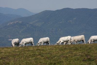 母牛,奥德,水平画幅,无人,户外,草,哺乳纲,山,牛,雌性动物