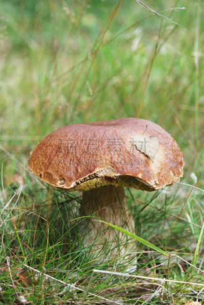 自然,美味牛肝菌,环境,垂直画幅,正面视角,褐色,孢子,食品杂货,素食,无人