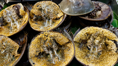 海洋,皮条客,卵,分离着色,大群动物,墨鱼,章鱼,鱿鱼,螃蟹,天空