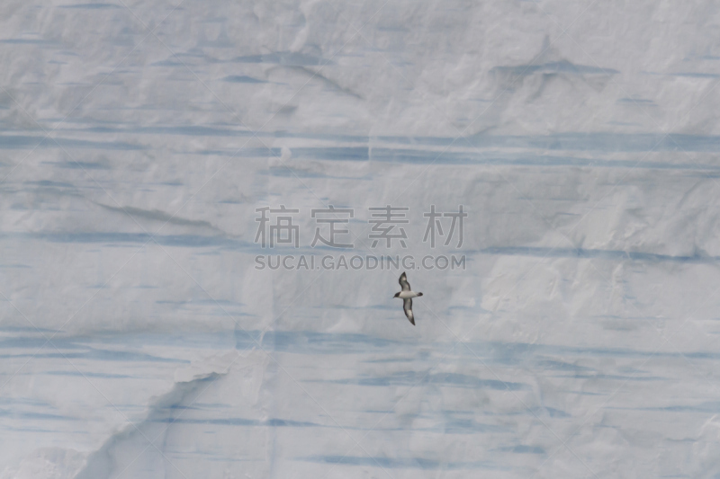 南极海燕,海燕,德雷克海峡,半岛,水平画幅,鸟类,户外,海洋,水禽,冰山