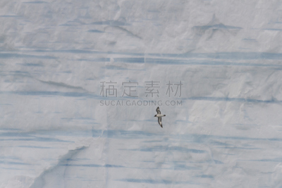 南极海燕,海燕,德雷克海峡,半岛,水平画幅,鸟类,户外,海洋,水禽,冰山