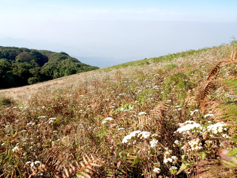 泰国,山,茵他侬国家公园,水平画幅,无人,早晨,夏天,户外,清迈省,清新