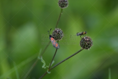 共栖,草,昆虫,大特写,圣甲虫,蜘蛛,水平画幅,黑刺莓,无人,夏天