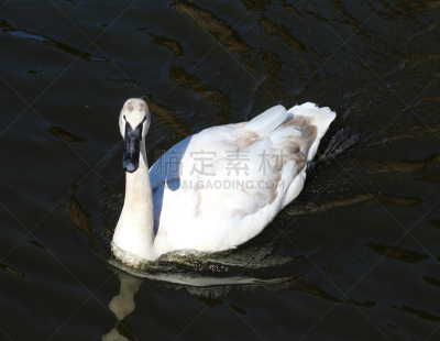 湖,trumpeter swan,水,美,水平画幅,雪,无人,优美,鸟类,野外动物