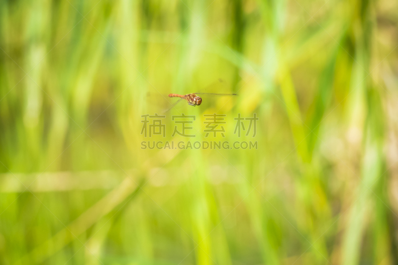 蜻蜓,条斑赤蜻,热,野生动物,环境保护,翅膀,动物,背景,都市风景,日光浴