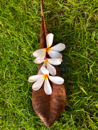 白色,赤素馨花,叶子,净土宗神迹,阿西西湾,忽可帕海滩,考波,凯亚诺艾,派路阿海湾,莫洛基尼