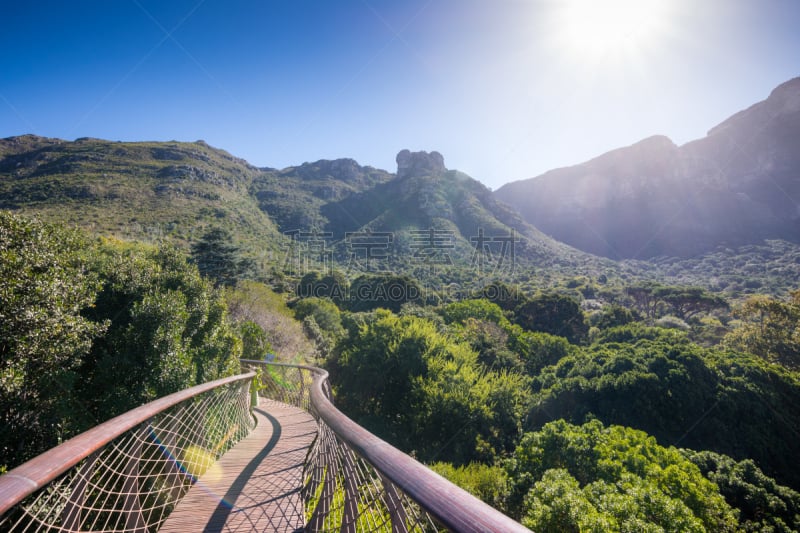 尔斯滕博什植物园,树冠,开普敦,植物园,步行道路,树梢,南非桌山,开普半岛,非洲,空中走廊