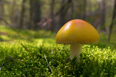 鹅膏菌,苔藓,特写,绿色,橙色,有毒生物体,蘑菇,森林,背景,生长