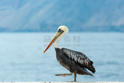 鹈鹕,伊基克,自然,水,留白,水平画幅,无人,水平线,蓝色,鸟类