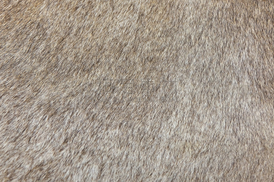 纹理,动物皮,母牛,大特写,背景聚焦,留白,褐色,席子,水平画幅,纺织品