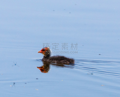 水,婴儿,白冠鸡,美,小鸭子,水平画幅,家禽,美人,鸟类,半空中