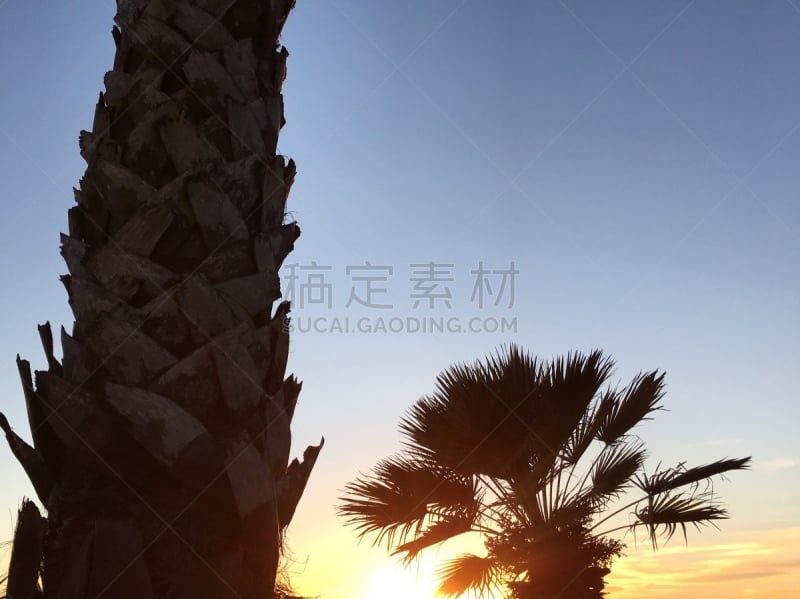 棕榈树,热情,浪漫,色彩鲜艳,热带树,户外,自然,粉色,风景,宏伟