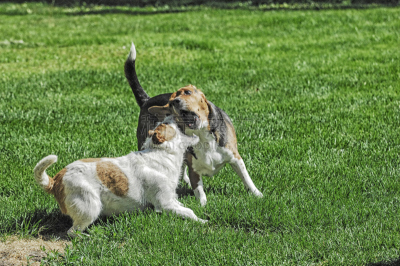 进行中,狗,狗咬狗比赛,杰克拉瑟短腿犬,比格犬,并排,枝繁叶茂,夏天,明亮,彩色图片
