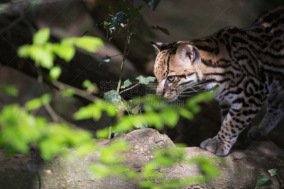 哺乳纲,南美洲虎猫,有爪哺乳动物,水平画幅,无人,猫科动物,野生动物保护区,自然美,捕食,摄影