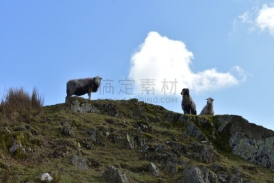 英国健壮绵羊,峭壁,在上面,农业,坎布里亚,云,英国,哺乳纲,英格兰湖区,动物
