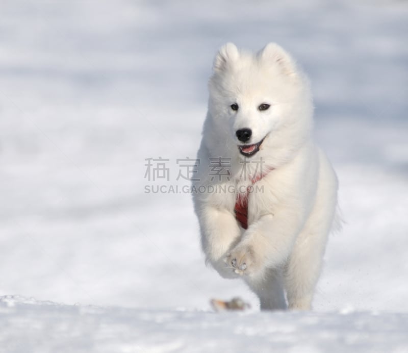 萨摩耶犬,狗,纯种犬,水平画幅,家畜,无人,雄性动物,小狗,爱斯基摩犬,幼小动物