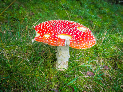毒蘑菇,褐色,水平画幅,无人,户外,生物学,草,特写,真菌,伞形毒菌