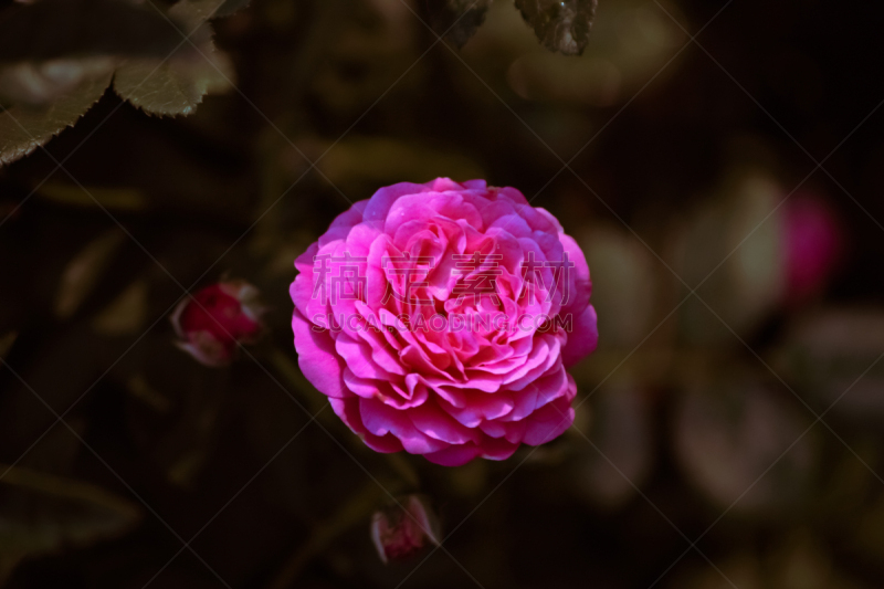 大马士革玫瑰,玫瑰,打叉,毛莨科葛缕子属香菜,温带的花,水平画幅,无人,2015年,灌木,法国蔷薇