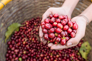 樱桃,有机食品,手,红色,咖啡豆,熟的,种植园,农作物,豆,咖啡