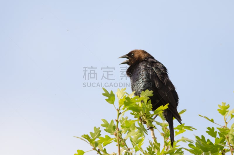 棕色羽头牛鸟,牛鸟,连翘属植物,自然,野生动物,水平画幅,无人,鸟类,观鸟,野外动物