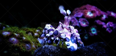 动物,水下,丑角虾,非凡的,气候,暗色,海洋生命,海星,小的,生物