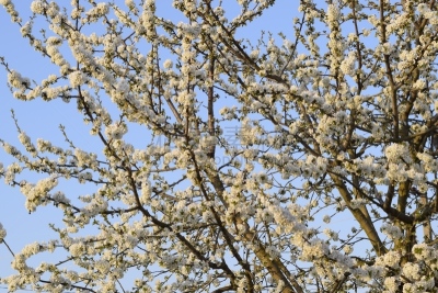 樱桃,枝,花朵,天空,美,水平画幅,樱花,工厂,特写,俄罗斯