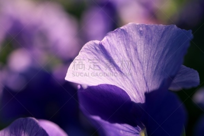 三色紫罗兰,早晨,浅蓝色,图像,紫罗兰,花瓣,春天,无人,光,植物