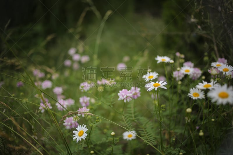 紫色,雏菊,小寇花,美,水平画幅,无人,夏天,户外,特写,白色