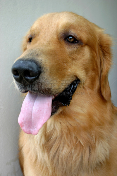 金毛寻回犬,叉状舌,气促,垂直画幅,褐色,纯种犬,动物嘴,寻回犬,可爱的,动物身体部位