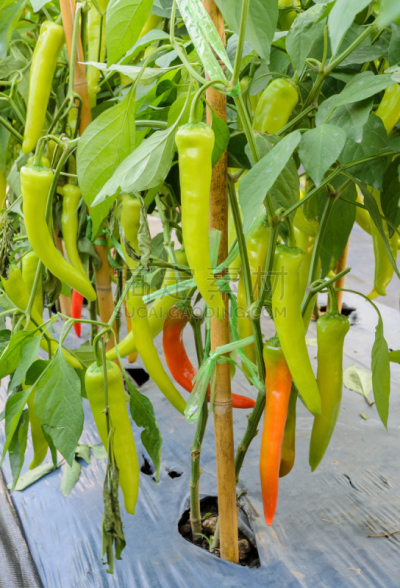 椒类食物,植物,菜园,黄色,蜡,hungarian wax辣椒,垂直画幅,无人,泥土,户外