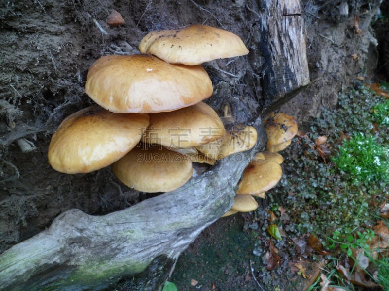 蘑菇,硫磺,穗,褐色,鳞伞菇,水平画幅,小的,酸味,有毒生物体,欧洲