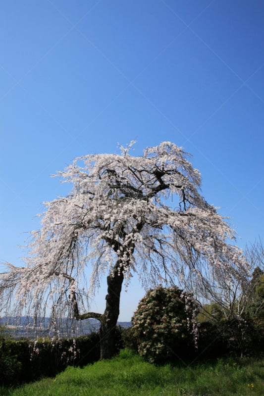 垂枝樱花,垂直画幅,京都府,禅宗,樱花,无人,日本,春天,植物,亚洲