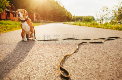 迷路,狗,比格犬,寂寞,在活动中,走失的人,流动厨房,远距离,铅,沥青