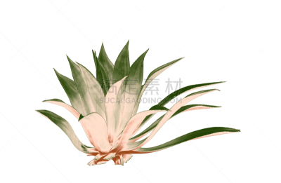 仙人掌,植物,白色背景,叶子,分离着色,洋葱花,复叶,背景分离,泰国,芦荟