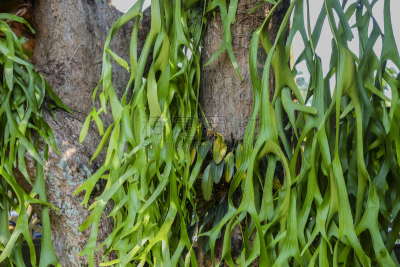 叶子,绿色,特写,鹿角骄傲,鹿角蕨,孢子,寄生的,水晶吊灯,蕨类,水平画幅