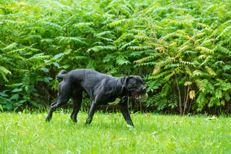 纯种犬,球,狗,草,背景,小狗,意大利,自然,獒,跑