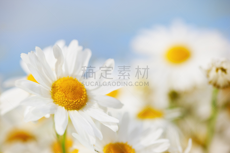 甘菊,美,水平画幅,无人,草坪,夏天,户外,草,特写