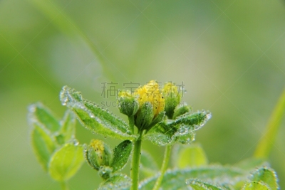 仅一朵花,圣约翰草,氟西汀,抗抑郁药,疣,顺势医学,水,夏天,草,图像