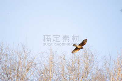 天空,浅蓝色,可爱的,传统,国内著名景点,自然界的状态,自由,野生动物,公园,翅膀