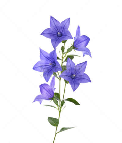 野风信子,仅一朵花,自然,垂直画幅,植物,无人,2015年,白色背景,夏天,叶子