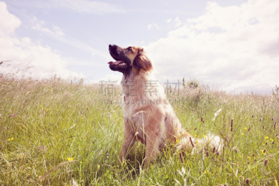 leonberger,狗,太阳,天空,滨草,褐色,水平画幅,巨大的,动物身体部位,夏天