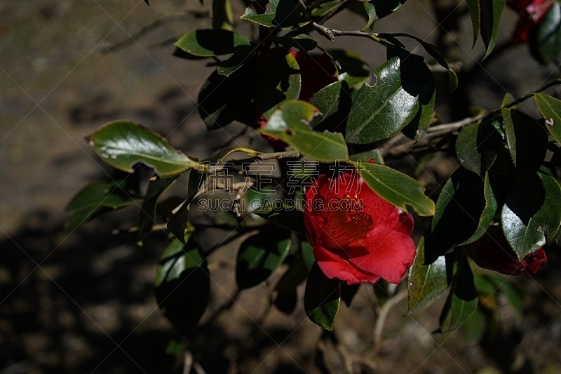 茶梅 白色 平和 环境 仅一朵花 公园 自然美 茶花 户外 园艺图片素材下载 稿定素材