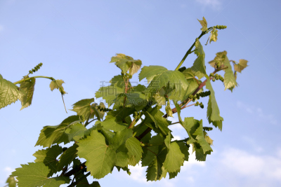 葡萄,芽痕,天空,水平画幅,无人,含酒精饮料,夏天,时间,户外,云景