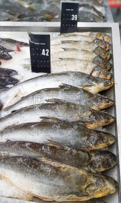 超级市场,鲶鱼,碎冰,垂直画幅,生食,膳食,海产,动物身体部位,特写,泰国