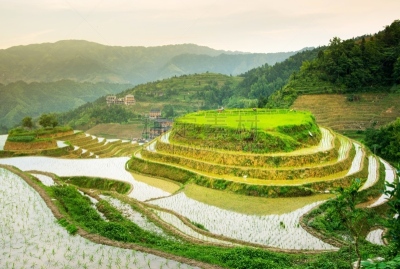 梯田,桂林,田地,中国,稻,居住区,龙脊梯田,s形,龙胜,土产