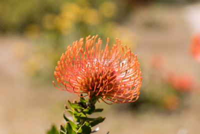 pincushion flower,巨大的,普罗梯亚木,火焰,山龙眼科,常绿植物,花园装置,花店,南非,植物园