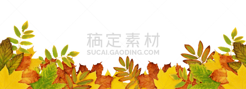 干的,叶子,秋天,国境线,褐色,水平画幅,枝繁叶茂,干花,山楂,植物