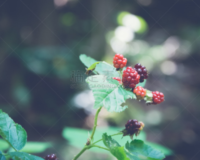 自然,浆果,水平画幅,地形,水果,夏天,未成熟的,熟的,特写,靠近