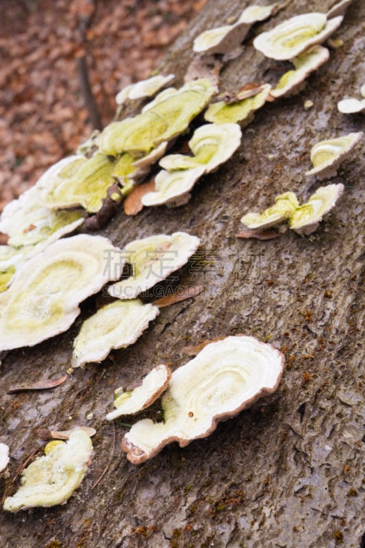 蘑菇,萨尔州,白蘑菇,灌木林,垂直画幅,褐色,林区,无人,山毛榉树,组物体